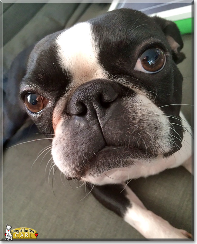 Carl - Boston Terrier - April 17, 2015