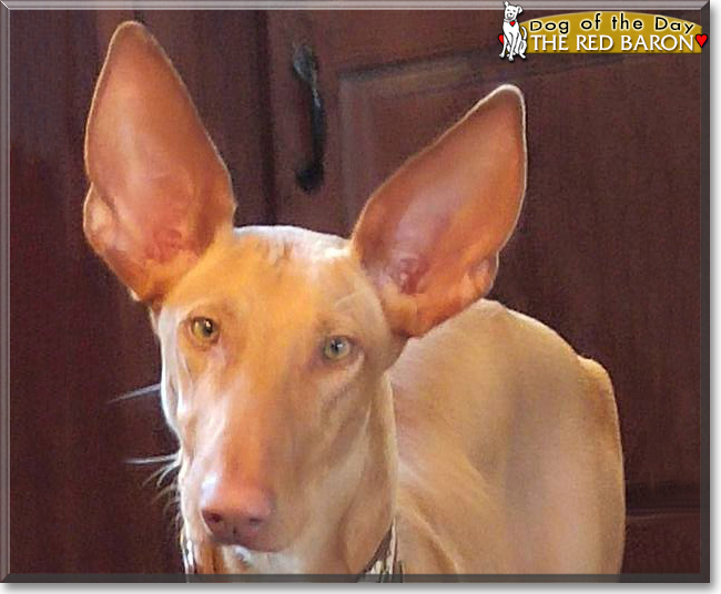 The Red Baron the Podenco, the Dog of the Day