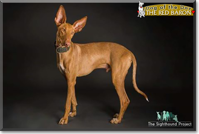 The Red Baron the Podenco, the Dog of the Day