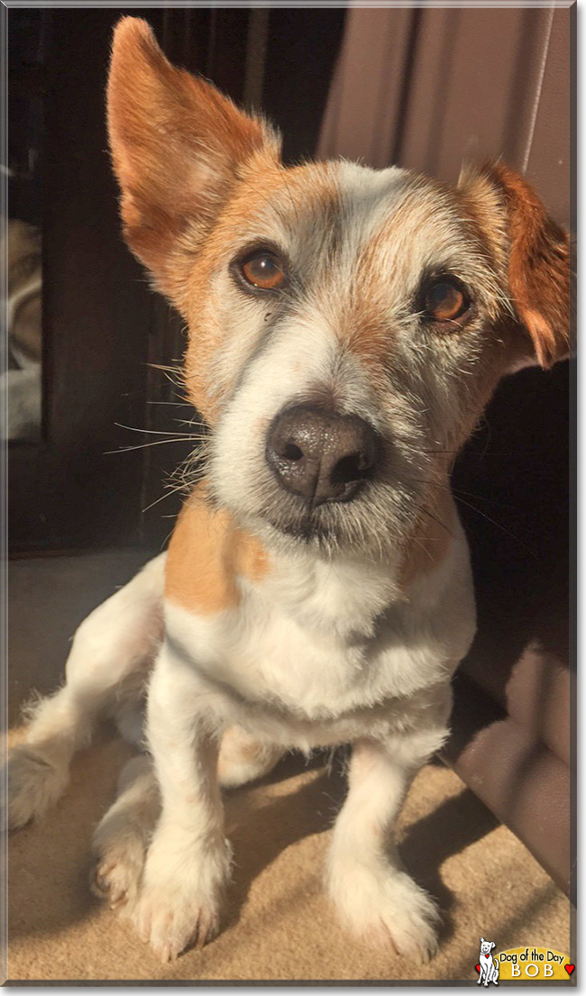 Bob - Jack Russell Terrier - June 26, 2018