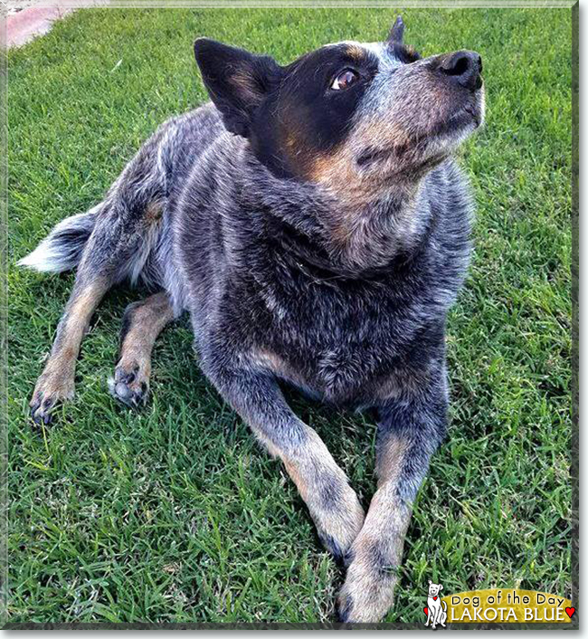 Lakota Blue - Australian Cattle Dog - March 31, 2019