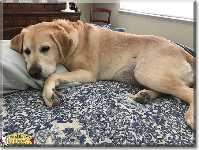 Lucca the Labrador Retriever, the Dog of the Day