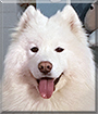 Ivori the Samoyed