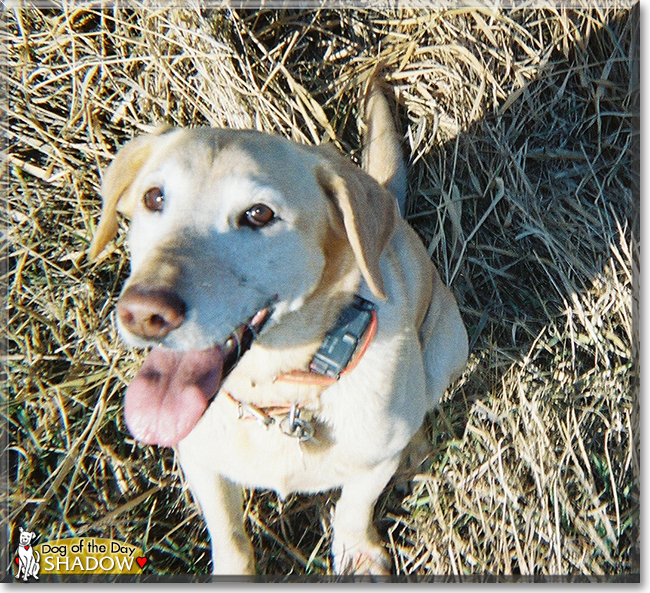 Shadow the Labrador Retriever, the Dog of the Day