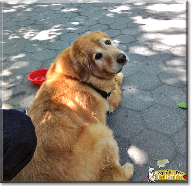 Hunter the Golden Retriever, the Dog of the Day