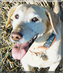 Shadow the Labrador Retriever