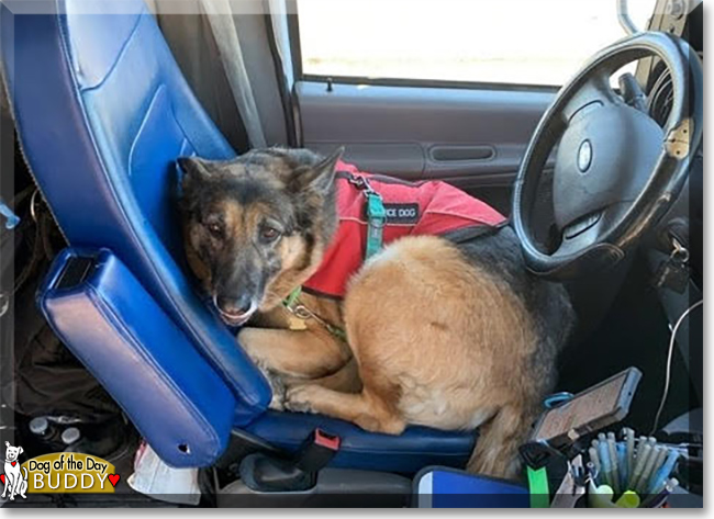 Buddy the Belgian Malinois Shepherd, the Dog of the Day