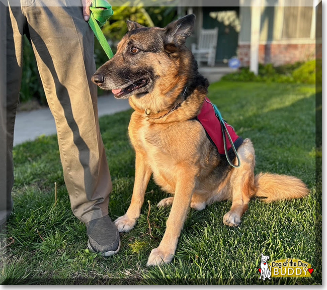 Buddy the Belgian Malinois Shepherd, the Dog of the Day