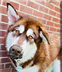 Jolene the Alaskan Malamute