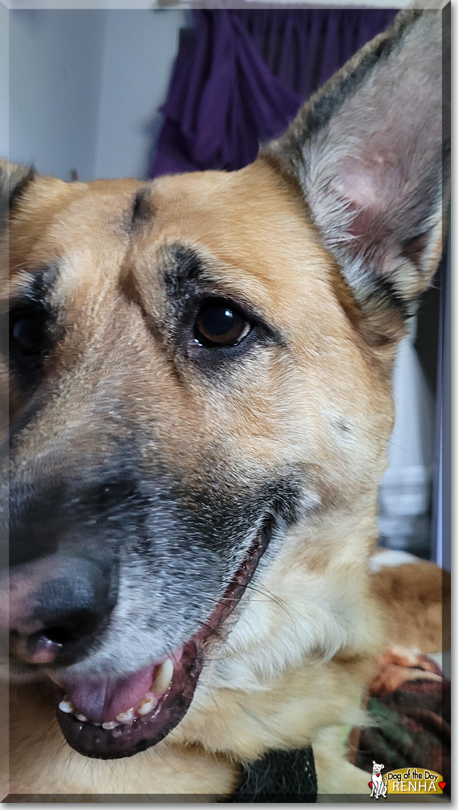 Renha the German Shepherd mix, the Dog of the Day