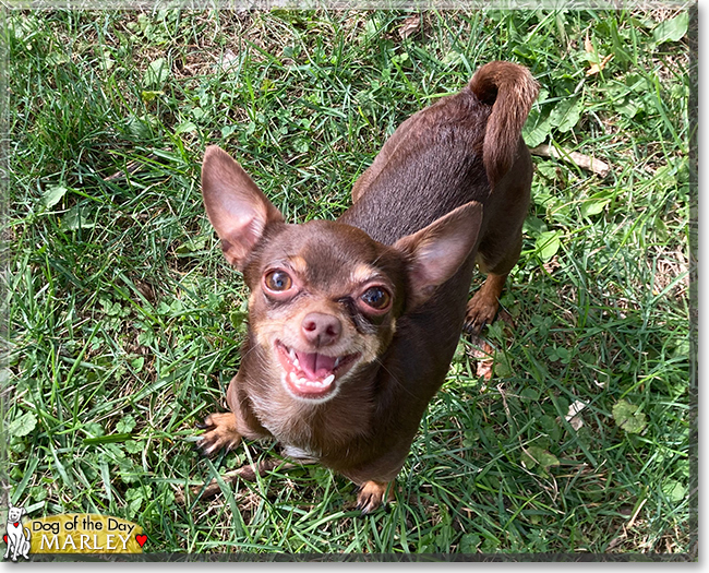 Marley the Chihuahua, the Dog of the Day