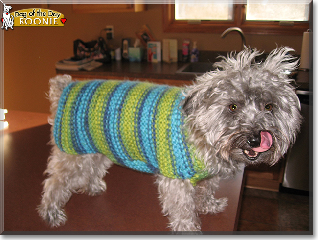 Roonie the Maltese, Yorkshire Terrier mix, the Dog of the Day