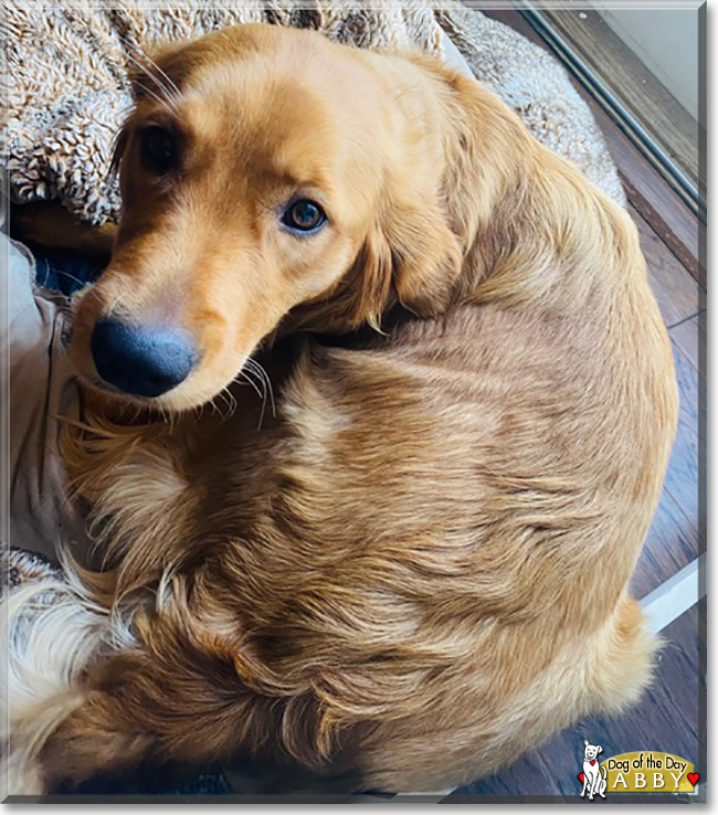 Abby the Golden Retriever, the Dog of the Day