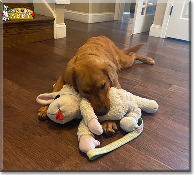 Abby the Golden Retriever, the Dog of the Day