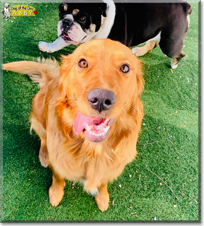 Abby the Golden Retriever, the Dog of the Day