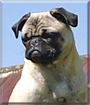 Niebla Lulœ the Pug