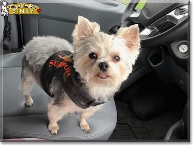 Binky the Yorkshire Terrier, the Dog of the Day