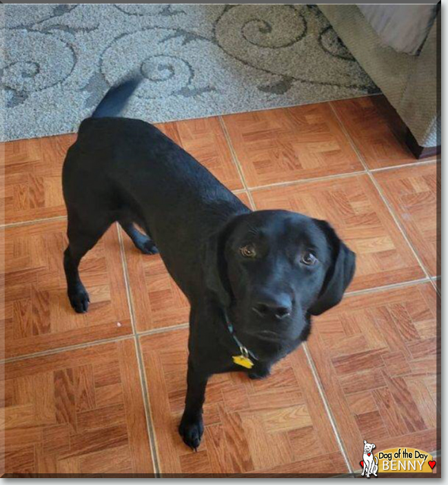 Benny the Labrador Retriever, the Dog of the Day