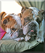 Bosco and Myah the English Bulldogs