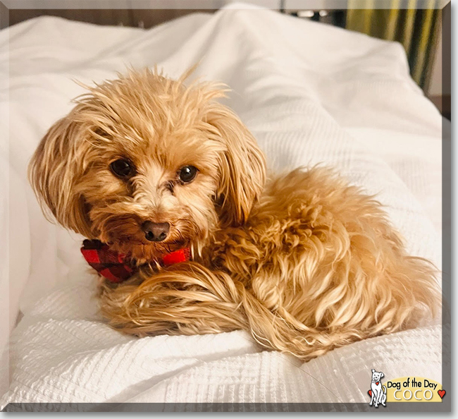 Coco the Yorkshire Terrier, Poodle mix, the Dog of the Day