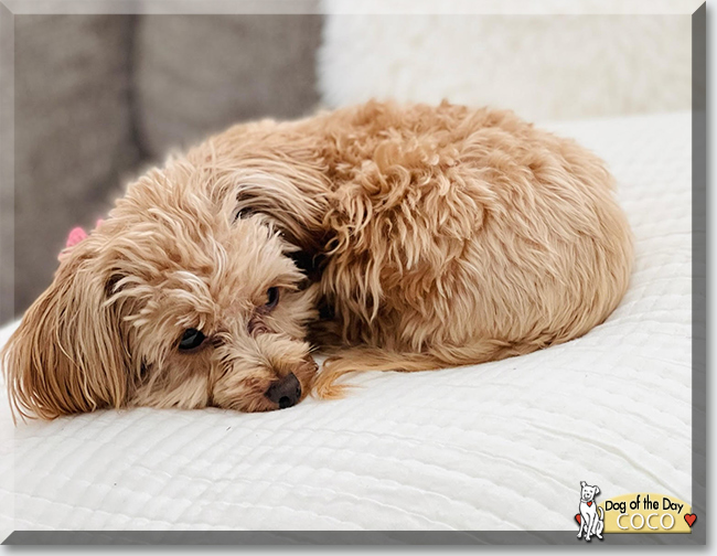 Coco the Yorkshire Terrier, Poodle mix, the Dog of the Day