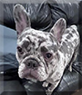 Chapo the French Bulldog