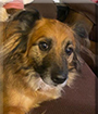 Trooper Grace the Shetland Sheepdog mix