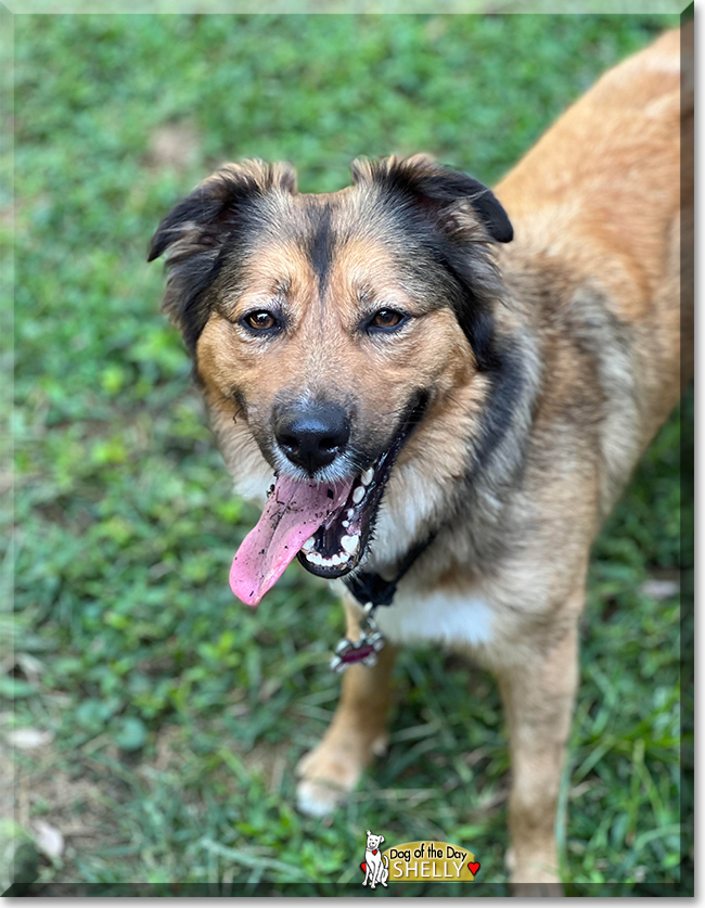 Shelly the Collie mix, the Dog of the Day