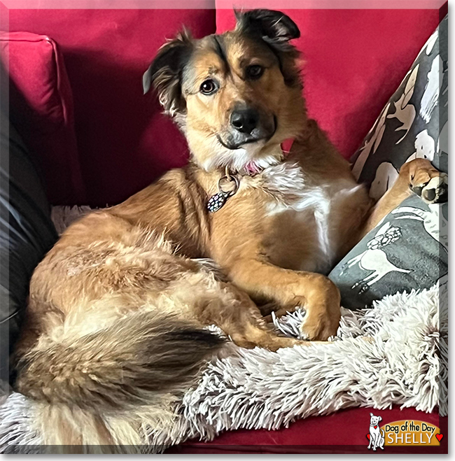 Shelly the Collie mix, the Dog of the Day