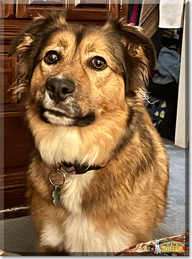 Shelly the Collie mix, the Dog of the Day