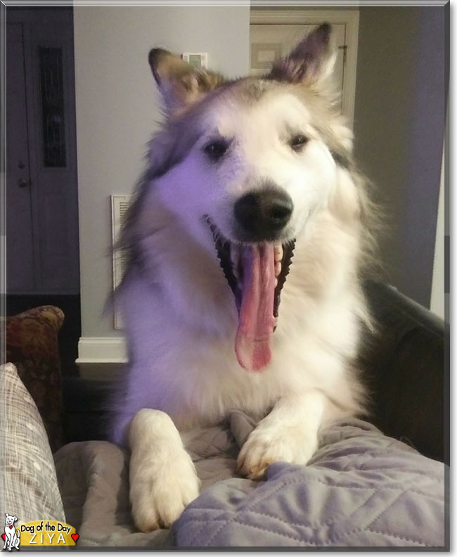 Ziya the Malamute, the Dog of the Day