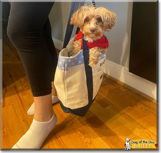 Bailey the Terrier mix, the Dog of the Day