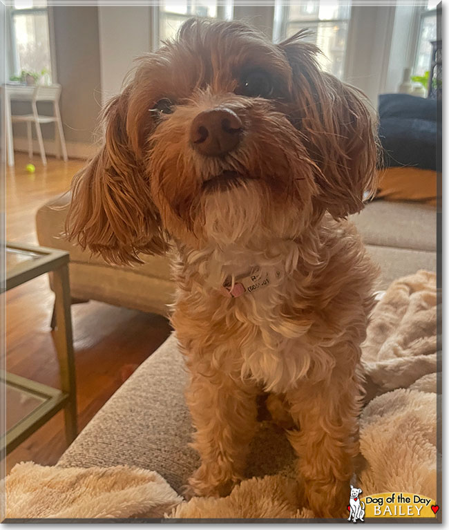 Bailey the Terrier mix, the Dog of the Day